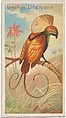 Magnificent Bird of Paradise, from the Birds of the Tropics series (N5) for Allen & Ginter Cigarettes Brands, Allen & Ginter American, Commercial color lithograph
