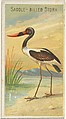 Saddle-Billed Stork, from the Birds of the Tropics series (N5) for Allen & Ginter Cigarettes Brands, Allen & Ginter American, Commercial color lithograph