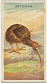 Apteryx, from the Birds of the Tropics series (N5) for Allen & Ginter Cigarettes Brands, Allen & Ginter American, Commercial color lithograph