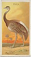 Rhea, from the Birds of the Tropics series (N5) for Allen & Ginter Cigarettes Brands, Allen & Ginter American, Commercial color lithograph