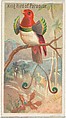King Bird of Paradise, from the Birds of the Tropics series (N5) for Allen & Ginter Cigarettes Brands, Allen & Ginter American, Commercial color lithograph