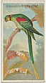 Alexandrine Ring Parakeet, from the Birds of the Tropics series (N5) for Allen & Ginter Cigarettes Brands, Allen & Ginter American, Commercial color lithograph