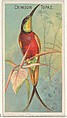 Crimson Topaz, from the Birds of the Tropics series (N5) for Allen & Ginter Cigarettes Brands, Allen & Ginter American, Commercial color lithograph