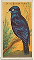 Satin Bower Bird, from the Birds of the Tropics series (N5) for Allen & Ginter Cigarettes Brands, Allen & Ginter American, Commercial color lithograph