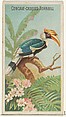 Concave-Casqued Hornbill, from the Birds of the Tropics series (N5) for Allen & Ginter Cigarettes Brands, Allen & Ginter American, Commercial color lithograph