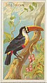 Toco Toucan, from the Birds of the Tropics series (N5) for Allen & Ginter Cigarettes Brands, Allen & Ginter American, Commercial color lithograph