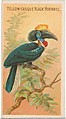 Yellow-Casque Black Hornbill, from the Birds of the Tropics series (N5) for Allen & Ginter Cigarettes Brands, Allen & Ginter American, Commercial color lithograph
