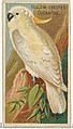 Yellow-Crested Cockatoo, from the Birds of the Tropics series (N5) for Allen & Ginter Cigarettes Brands, Allen & Ginter American, Commercial color lithograph