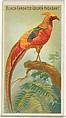 Black-Throated Golden Pheasant, from the Birds of the Tropics series (N5) for Allen & Ginter Cigarettes Brands, Allen & Ginter American, Commercial color lithograph