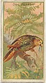 Owl Parrot, from the Birds of the Tropics series (N5) for Allen & Ginter Cigarettes Brands, Allen & Ginter American, Commercial color lithograph
