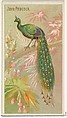Java Peacock, from the Birds of the Tropics series (N5) for Allen & Ginter Cigarettes Brands, Allen & Ginter American, Commercial color lithograph