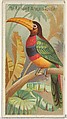 The Banded Aracari Toucan, from the Birds of the Tropics series (N5) for Allen & Ginter Cigarettes Brands, Allen & Ginter American, Commercial color lithograph