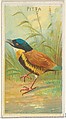 Pitta, from the Birds of the Tropics series (N5) for Allen & Ginter Cigarettes Brands, Allen & Ginter American, Commercial color lithograph