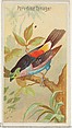 Paradise Tanager, from the Birds of the Tropics series (N5) for Allen & Ginter Cigarettes Brands, Allen & Ginter American, Commercial color lithograph