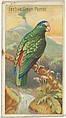 Festive Green Parrot, from the Birds of the Tropics series (N5) for Allen & Ginter Cigarettes Brands, Allen & Ginter American, Commercial color lithograph