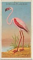 African Flamingo, from the Birds of the Tropics series (N5) for Allen & Ginter Cigarettes Brands, Allen & Ginter American, Commercial color lithograph