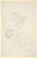 Study of a plant, George Richmond British, Black chalk