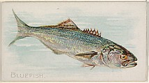 Bluefish, from the Fish from American Waters series (N8) for Allen & Ginter Cigarettes Brands, Allen & Ginter American, Commercial color lithograph