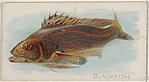Blackfish, from the Fish from American Waters series (N8) for Allen & Ginter Cigarettes Brands, Allen & Ginter American, Commercial color lithograph