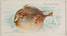 Blowfish, from the Fish from American Waters series (N8) for Allen & Ginter Cigarettes Brands, Allen & Ginter American, Commercial color lithograph