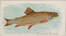 Brook Trout, from the Fish from American Waters series (N8) for Allen & Ginter Cigarettes Brands, Allen & Ginter American, Commercial color lithograph