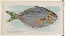 Butterfish, from the Fish from American Waters series (N8) for Allen & Ginter Cigarettes Brands, Allen & Ginter American, Commercial color lithograph