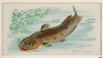 Catfish, from the Fish from American Waters series (N8) for Allen & Ginter Cigarettes Brands, Allen & Ginter American, Commercial color lithograph
