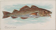 Codfish, from the Fish from American Waters series (N8) for Allen & Ginter Cigarettes Brands, Allen & Ginter  American, Commercial color lithograph