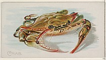 Crab, from the Fish from American Waters series (N8) for Allen & Ginter Cigarettes Brands, Allen & Ginter  American, Commercial color lithograph