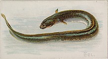 Eel, from the Fish from American Waters series (N8) for Allen & Ginter Cigarettes Brands, Allen & Ginter  American, Commercial color lithograph