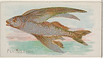 Flying Fish, from the Fish from American Waters series (N8) for Allen & Ginter Cigarettes Brands, Allen & Ginter  American, Commercial color lithograph