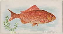 Goldfish, from the Fish from American Waters series (N8) for Allen & Ginter Cigarettes Brands, Allen & Ginter  American, Commercial color lithograph