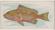 Grouper, from the Fish from American Waters series (N8) for Allen & Ginter Cigarettes Brands, Allen & Ginter American, Commercial color lithograph