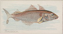Haddock, from the Fish from American Waters series (N8) for Allen & Ginter Cigarettes Brands, Allen & Ginter American, Commercial color lithograph