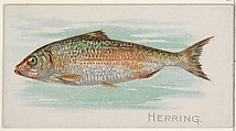 Herring, from the Fish from American Waters series (N8) for Allen & Ginter Cigarettes Brands, Allen & Ginter American, Commercial color lithograph