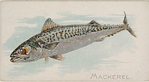 Mackerel, from the Fish from American Waters series (N8) for Allen & Ginter Cigarettes Brands, Allen & Ginter American, Commercial color lithograph