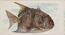 Moonfish, from the Fish from American Waters series (N8) for Allen & Ginter Cigarettes Brands, Allen & Ginter American, Commercial color lithograph