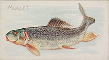 Mullet, from the Fish from American Waters series (N8) for Allen & Ginter Cigarettes Brands, Allen & Ginter American, Commercial color lithograph
