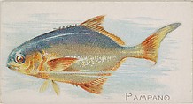 Pampano, from the Fish from American Waters series (N8) for Allen & Ginter Cigarettes Brands, Allen & Ginter American, Commercial color lithograph