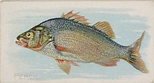 Perch, from the Fish from American Waters series (N8) for Allen & Ginter Cigarettes Brands, Allen & Ginter  American, Commercial color lithograph