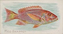 Red Snapper, from the Fish from American Waters series (N8) for Allen & Ginter Cigarettes Brands, Allen & Ginter  American, Commercial color lithograph