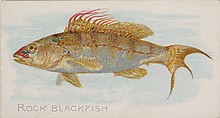 Rock Blackfish, from the Fish from American Waters series (N8) for Allen & Ginter Cigarettes Brands, Allen & Ginter  American, Commercial color lithograph