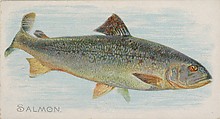 Salmon, from the Fish from American Waters series (N8) for Allen & Ginter Cigarettes Brands, Allen & Ginter  American, Commercial color lithograph