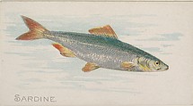 Sardine, from the Fish from American Waters series (N8) for Allen & Ginter Cigarettes Brands, Allen & Ginter  American, Commercial color lithograph