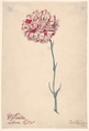 A Carnation ("Hollandia Liberata"), Zacharias Blijhooft Dutch, Watercolor and gouache