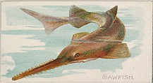 Sawfish, from the Fish from American Waters series (N8) for Allen & Ginter Cigarettes Brands, Allen & Ginter  American, Commercial color lithograph