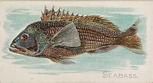 Sea Bass, from the Fish from American Waters series (N8) for Allen & Ginter Cigarettes Brands, Allen & Ginter American, Commercial color lithograph