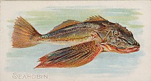 Sea Robin, from the Fish from American Waters series (N8) for Allen & Ginter Cigarettes Brands, Allen & Ginter American, Commercial color lithograph