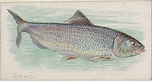 Shad, from the Fish from American Waters series (N8) for Allen & Ginter Cigarettes Brands, Allen & Ginter American, Commercial color lithograph