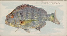 Sheepshead, from the Fish from American Waters series (N8) for Allen & Ginter Cigarettes Brands, Allen & Ginter American, Commercial color lithograph